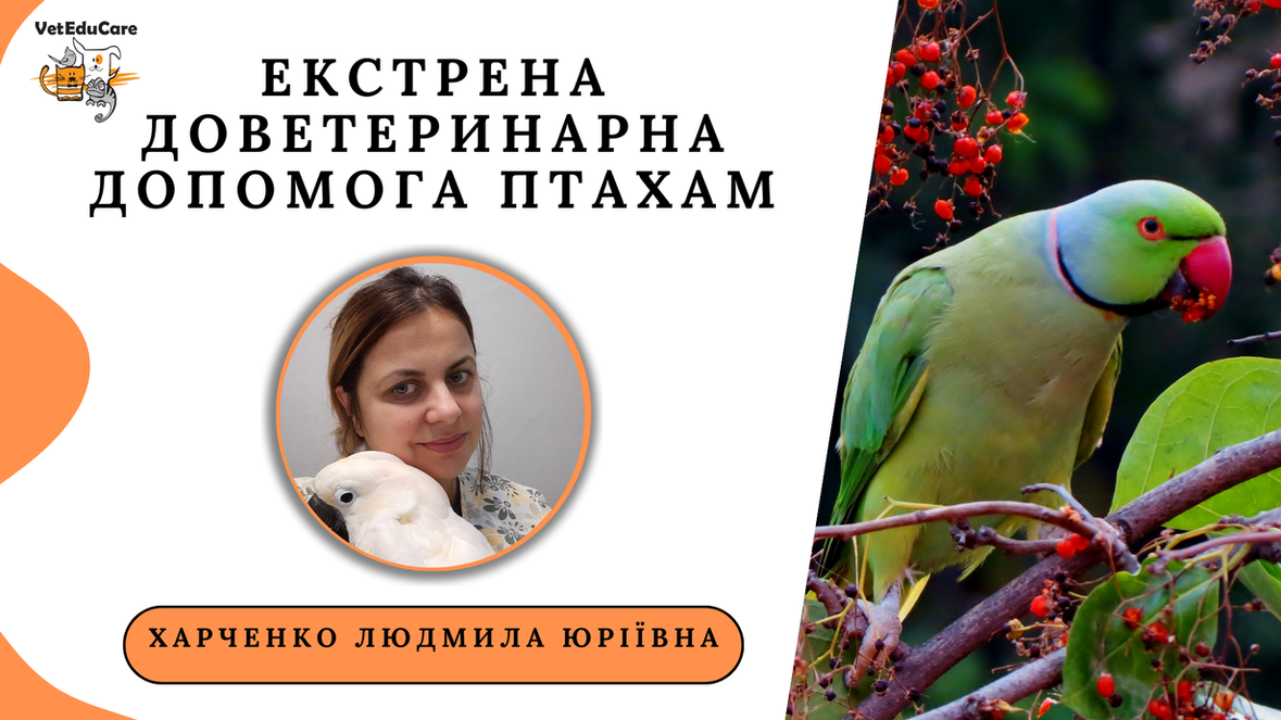 Вебінар перша допомога птахам